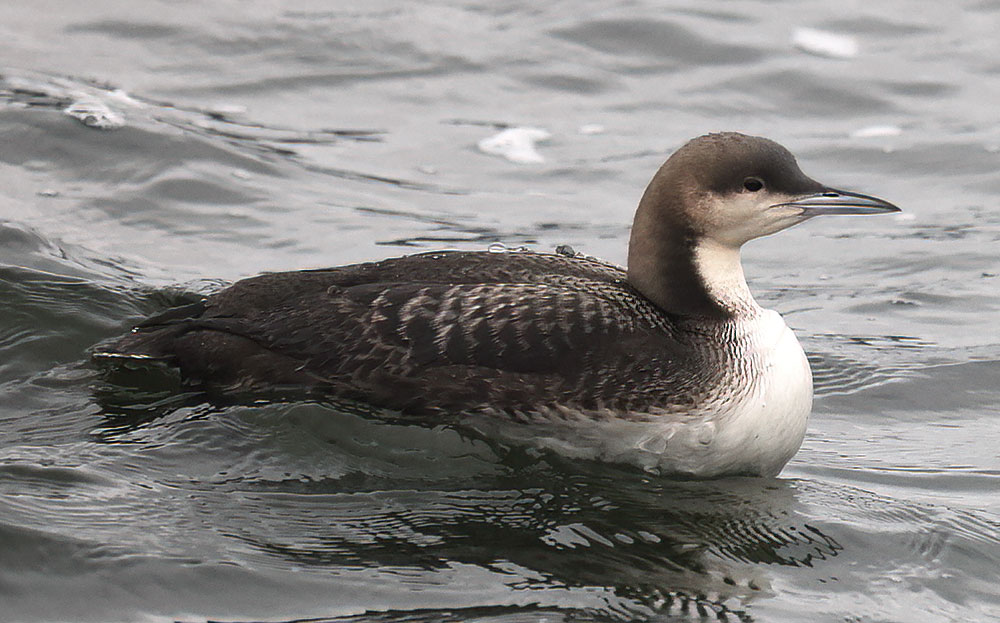 Pacific diver